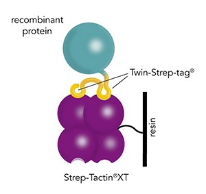Twin-Strep-tag